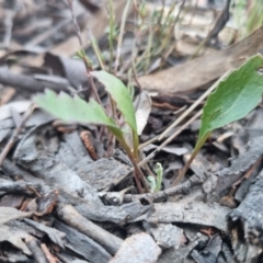 Goodenia hederacea subsp. hederacea at QPRC LGA - 13 Nov 2023