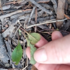 Goodenia hederacea subsp. hederacea at QPRC LGA - 13 Nov 2023