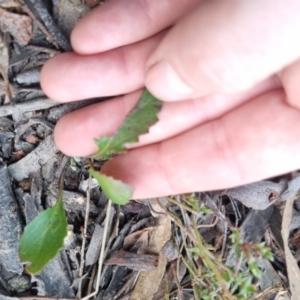 Goodenia hederacea subsp. hederacea at QPRC LGA - 13 Nov 2023