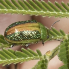 Calomela parilis (Leaf beetle) at The Pinnacle - 3 Nov 2023 by AlisonMilton