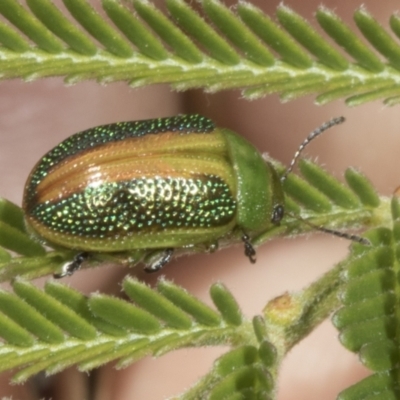 Calomela parilis (Leaf beetle) at Belconnen, ACT - 3 Nov 2023 by AlisonMilton