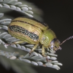 Calomela vittata (Acacia leaf beetle) at Belconnen, ACT - 3 Nov 2023 by AlisonMilton