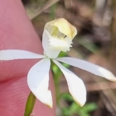 Caladenia moschata (Musky Caps) at QPRC LGA - 21 Oct 2023 by clarehoneydove