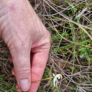 Caladenia moschata at QPRC LGA - 21 Oct 2023