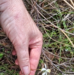 Caladenia moschata at QPRC LGA - 21 Oct 2023