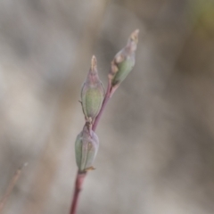 Thelymitra (genus) (sun orchids) at The Pinnacle - 3 Nov 2023 by AlisonMilton