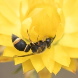 Eumeninae (subfamily) at The Pinnacle - 3 Nov 2023 02:23 PM