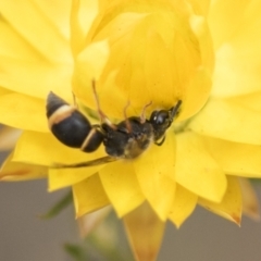 Eumeninae (subfamily) at The Pinnacle - 3 Nov 2023 02:23 PM