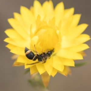 Eumeninae (subfamily) at The Pinnacle - 3 Nov 2023