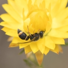 Eumeninae (subfamily) at The Pinnacle - 3 Nov 2023 02:23 PM