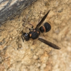 Paralastor sp. (genus) (Potter Wasp) at The Pinnacle - 3 Nov 2023 by AlisonMilton