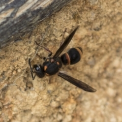 Paralastor sp. (genus) at The Pinnacle - 3 Nov 2023