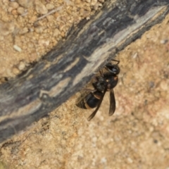 Paralastor sp. (genus) at The Pinnacle - 3 Nov 2023 02:32 PM