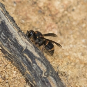 Paralastor sp. (genus) at The Pinnacle - 3 Nov 2023