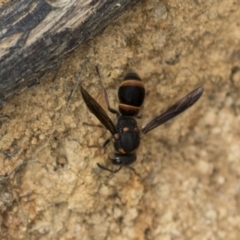 Paralastor sp. (genus) at The Pinnacle - 3 Nov 2023 02:32 PM