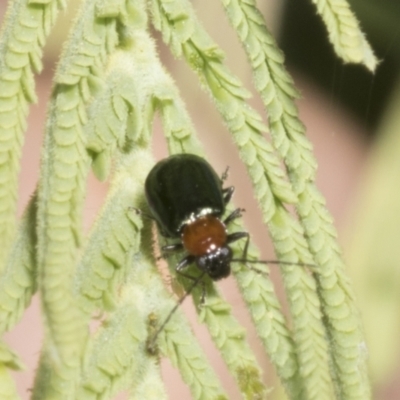 Adoxia benallae (Leaf beetle) at The Pinnacle - 3 Nov 2023 by AlisonMilton