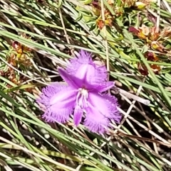 Thysanotus tuberosus subsp. tuberosus (Common Fringe-lily) at Paddys River, ACT - 13 Nov 2023 by Esita