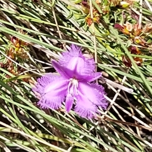 Thysanotus tuberosus subsp. tuberosus at Paddys River, ACT - 13 Nov 2023 11:28 AM