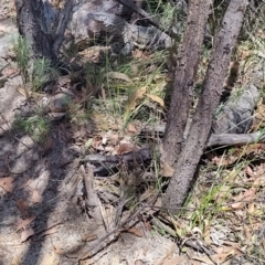 Varanus rosenbergi (Heath or Rosenberg's Monitor) at Paddys River, ACT - 13 Nov 2023 by Esita