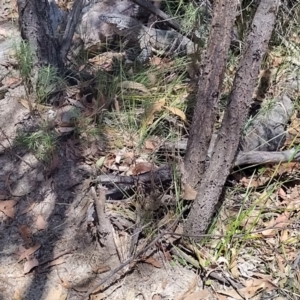 Varanus rosenbergi at Tidbinbilla Nature Reserve - suppressed