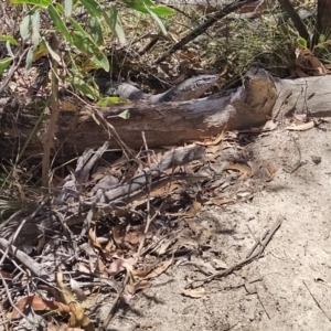 Varanus rosenbergi at Tidbinbilla Nature Reserve - 13 Nov 2023