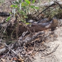 Varanus rosenbergi at Tidbinbilla Nature Reserve - 13 Nov 2023