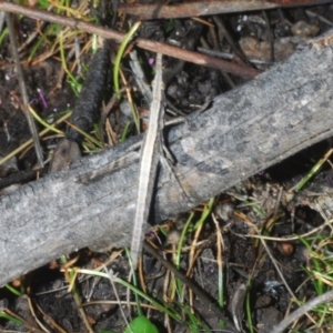 Keyacris scurra at Tinderry Mountains - 12 Nov 2023