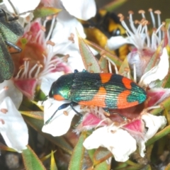 Castiarina watkinsi (Watkins' Castiarina jewel beetle) at Tinderry Mountains - 12 Nov 2023 by Harrisi