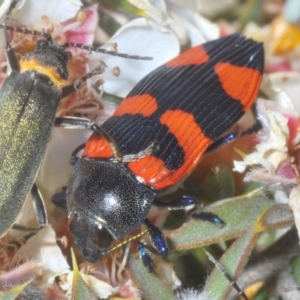 Castiarina thomsoni at Tinderry Mountains - suppressed