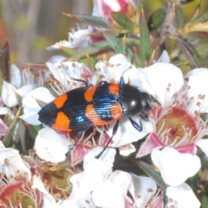 Castiarina thomsoni at Tinderry Mountains - suppressed