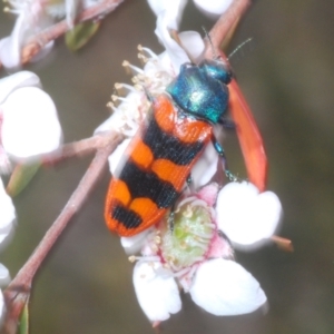 Castiarina crenata at Block 402 - 13 Nov 2023