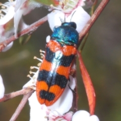 Castiarina crenata at Block 402 - 13 Nov 2023