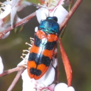 Castiarina crenata at Block 402 - 13 Nov 2023