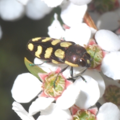 Castiarina decemmaculata (Ten-spot Jewel Beetle) at Stromlo, ACT - 13 Nov 2023 by Harrisi