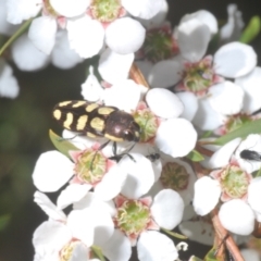 Castiarina decemmaculata at Block 402 - 13 Nov 2023