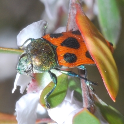 Castiarina octomaculata (A jewel beetle) at Stromlo, ACT - 13 Nov 2023 by Harrisi