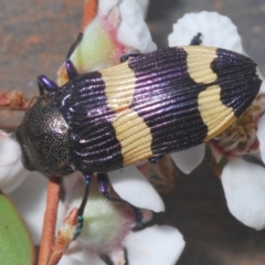 Castiarina vicina (Vicina jewel beetle) at Stromlo, ACT - 14 Nov 2023 by Harrisi