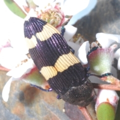 Castiarina vicina at Block 402 - 14 Nov 2023