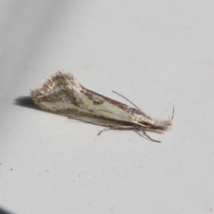 Thema macroscia (A concealer moth) at Macarthur, ACT - 13 Nov 2023 by RodDeb