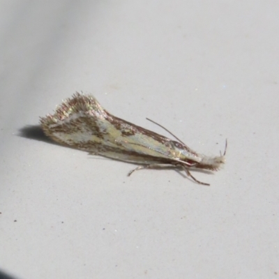 Thema macroscia (A concealer moth) at Macarthur, ACT - 13 Nov 2023 by RodDeb