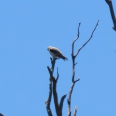 Elanus axillaris (Black-shouldered Kite) at Gigerline Nature Reserve - 13 Nov 2023 by RodDeb