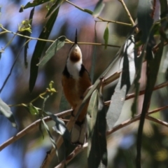 Acanthorhynchus tenuirostris (Eastern Spinebill) at Gigerline Nature Reserve - 13 Nov 2023 by RodDeb