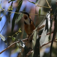 Acanthorhynchus tenuirostris at Gigerline Nature Reserve - 13 Nov 2023