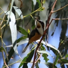 Acanthorhynchus tenuirostris at Gigerline Nature Reserve - 13 Nov 2023