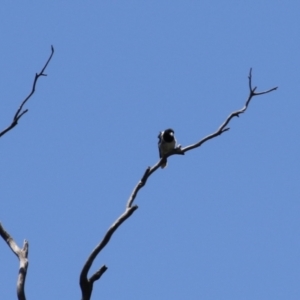 Cracticus nigrogularis at Gigerline Nature Reserve - 13 Nov 2023 12:57 PM