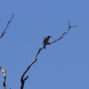 Cracticus nigrogularis at Gigerline Nature Reserve - 13 Nov 2023 12:57 PM