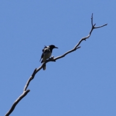 Cracticus nigrogularis at Gigerline Nature Reserve - 13 Nov 2023