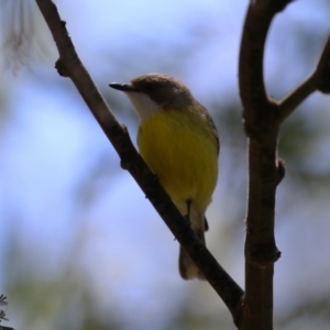 Gerygone olivacea at Gigerline Nature Reserve - 13 Nov 2023