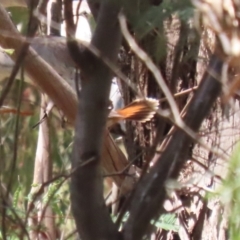 Rhipidura rufifrons (Rufous Fantail) at Gigerline Nature Reserve - 13 Nov 2023 by RodDeb