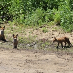 Vulpes vulpes (Red Fox) at Gigerline Nature Reserve - 13 Nov 2023 by RodDeb
